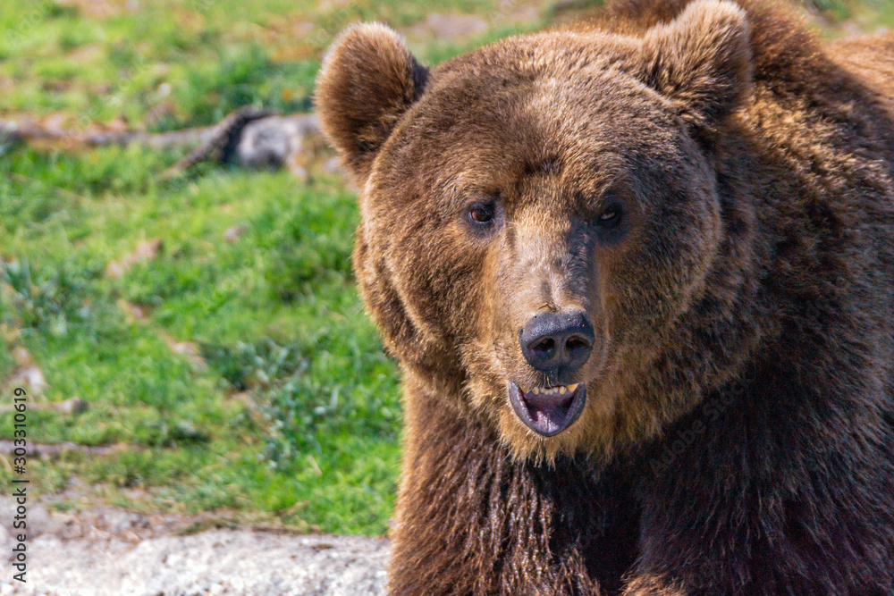 Closeup animal portrait of a Brown bear/ursus arctos outdoors in the wilderness. Wildlife and predator concept. Closeup animal portrait of a Brown bear/ursus arctos outdoors in the wilderness. Wildlife and predator concept.