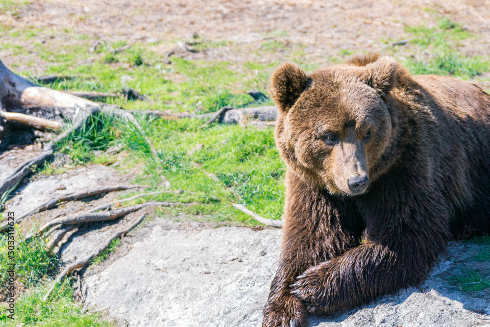 Closeup animal portrait of a Brown bear/ursus arctos outdoors in the wilderness. Wildlife and predator concept. Closeup animal portrait of a Brown bear/ursus arctos outdoors in the wilderness. Wildlife and predator concept.