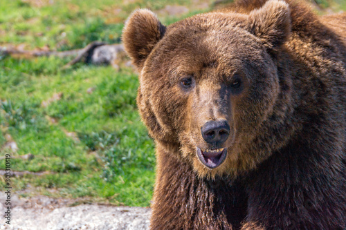 Closeup animal portrait of a Brown bear/ursus arctos outdoors in the wilderness. Wildlife and predator concept. © Jon Anders Wiken