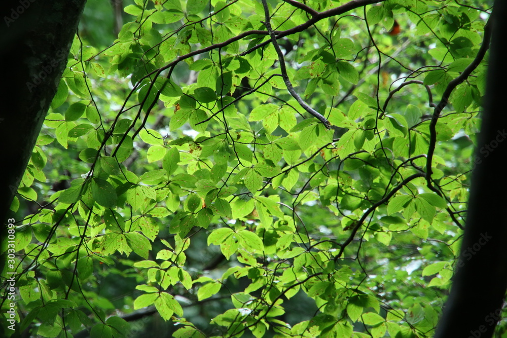 Obraz premium 東京の奥多摩エリアの木の葉