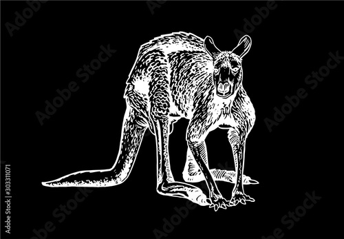 Graphical sketch of kangaroo isolated on black background, vector engraved  illustration for art