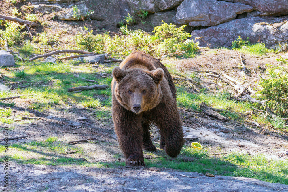 Obraz premium Closeup animal portrait of a Brown bear/ursus arctos outdoors in the wilderness. Wildlife and predator concept.