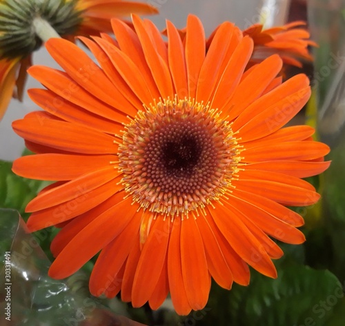 orange flower on black background