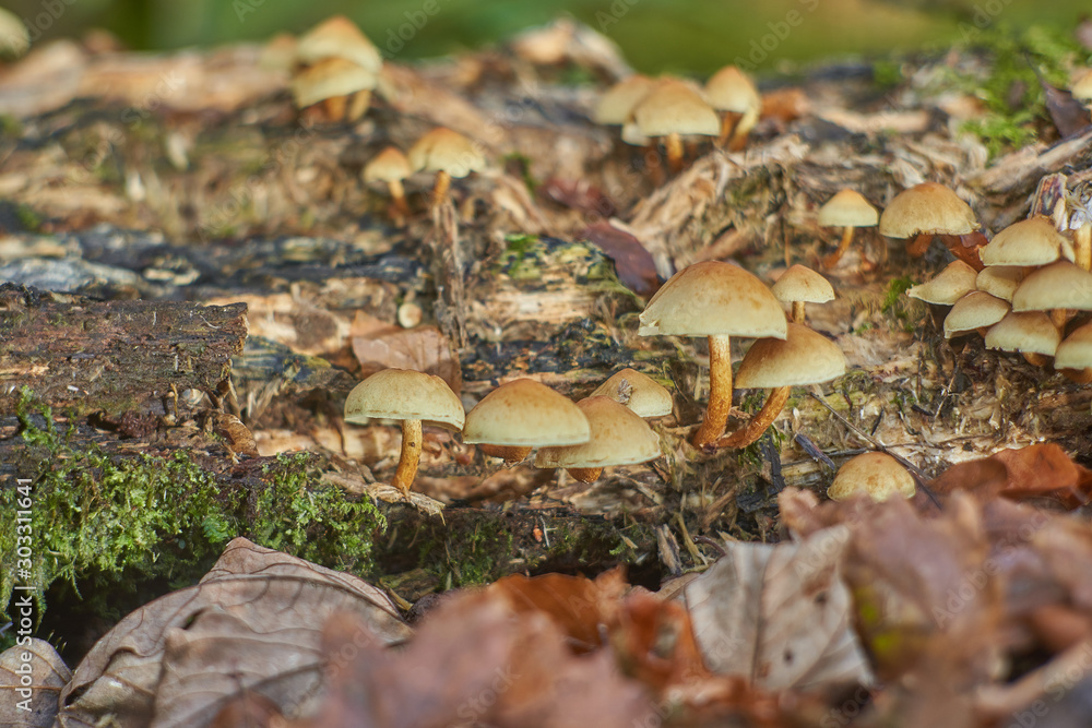 mushrooms in autumn forest mushrooms in autumn forest