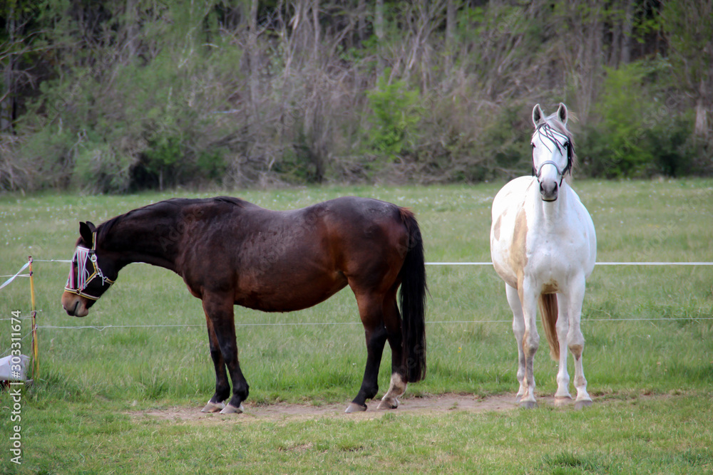 Obraz premium Pferde auf einer Weide beim Grasen
