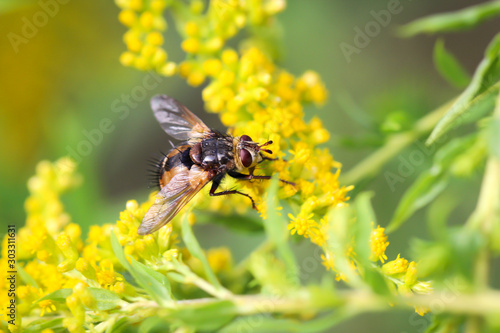 eine Fliege auf einer gelben Blüte