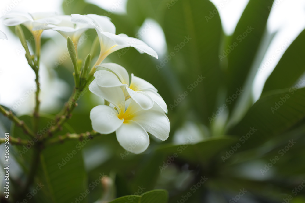 Beautiful tropical flowers. A riot of colorful plants and flowers under the bright tropical sun Beautiful tropical flowers. A riot of colorful plants and flowers under the bright tropical sun