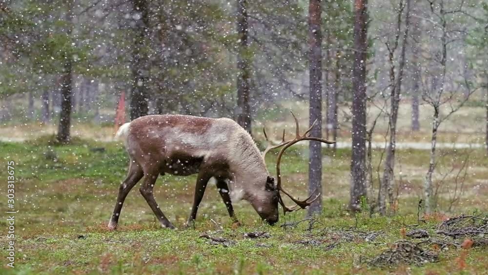 Reindeer in falling snow at autumn in Lapland, Northern Finland Reindeer in falling snow at autumn in Lapland, Northern Finland