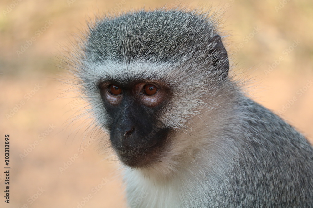 monkey kruger park monkey kruger park