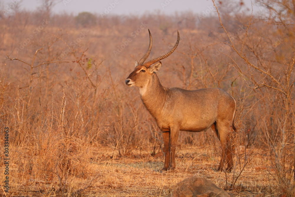 kruger park kruger park