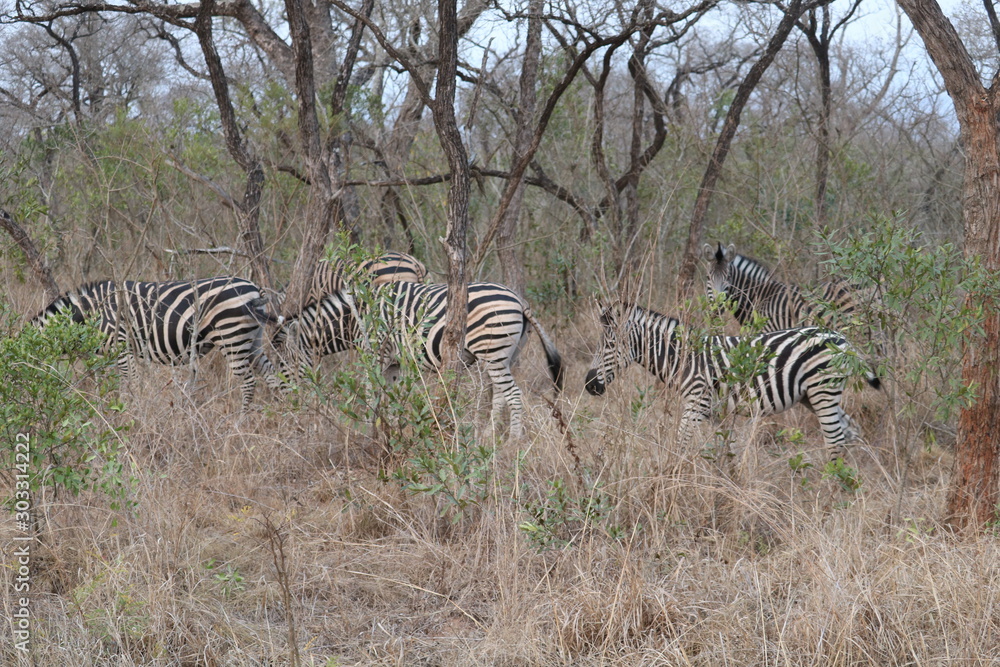 Obraz premium zebras kruger park