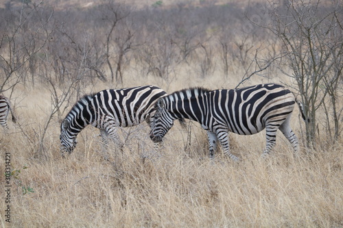 zebras kruger park