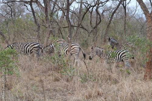 zebras kruger park