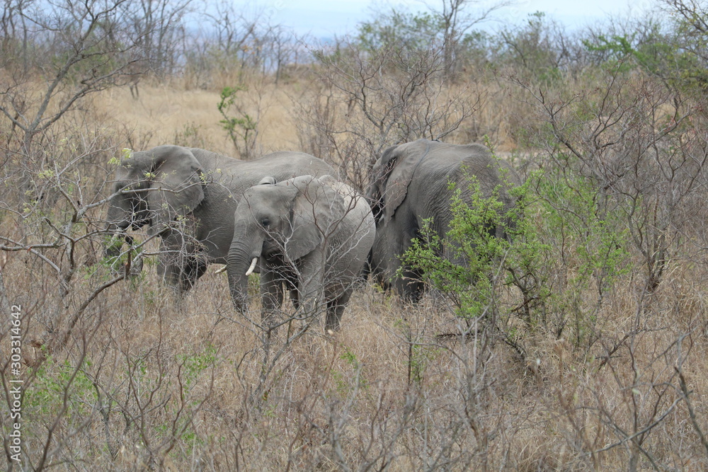 Fototapeta herd of elephants in kruger park