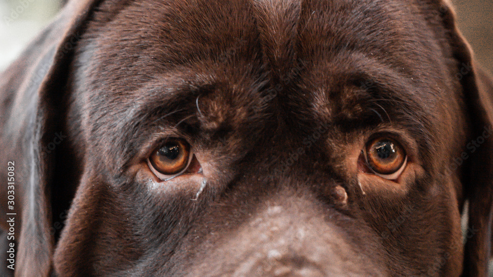 Naklejka Close up big brown labrador dog