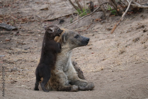 baby and mother hyena