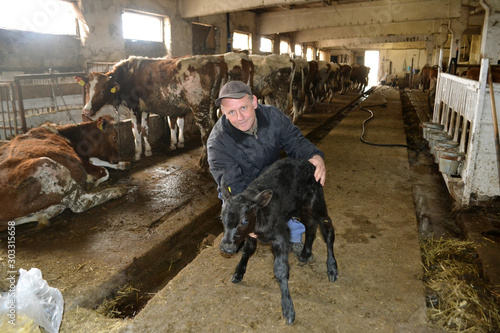 A young farmer with a small clack bull in his barn