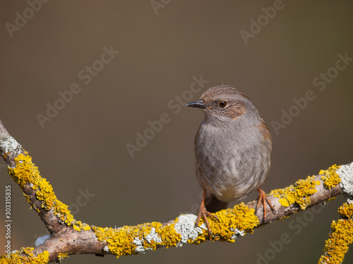 Prunella collaris photo