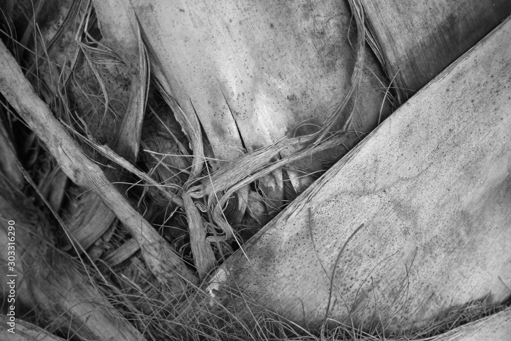 PALM BARK TREE TEXTURE IN MONOCHROME PALM BARK TREE TEXTURE IN MONOCHROME