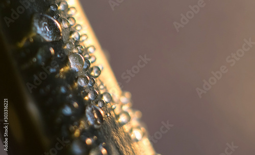 Water drops on aloe Vera plant after rain, morning, dew. Aloe vera plant after rain