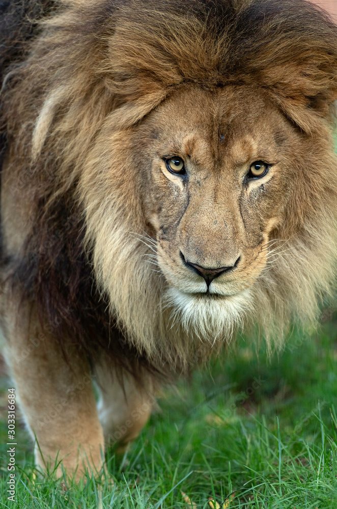 Obraz premium Lion