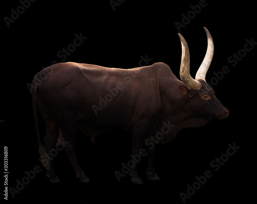 male ankole watusi in dark background
