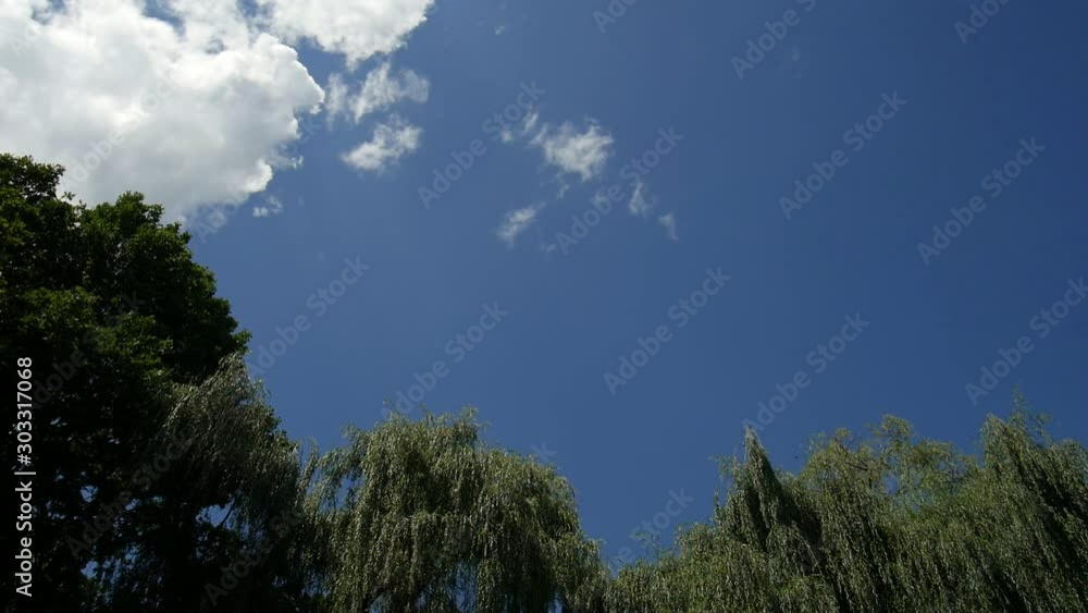 timelapse clouds run over trees timelapse clouds run over trees