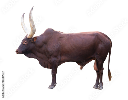 Billede på lærred ankole watusi isolated on white background