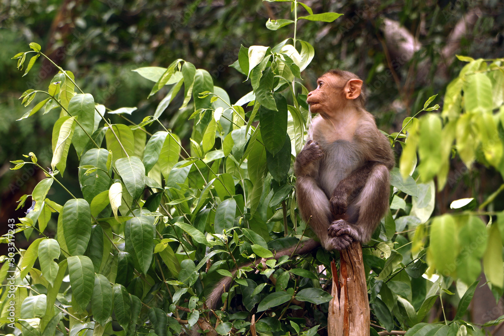 Fototapeta premium Indian Monkey in jungle
