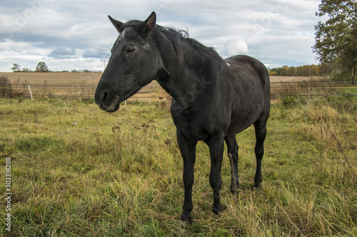 happy horse on pasture in bohemia © sever07
