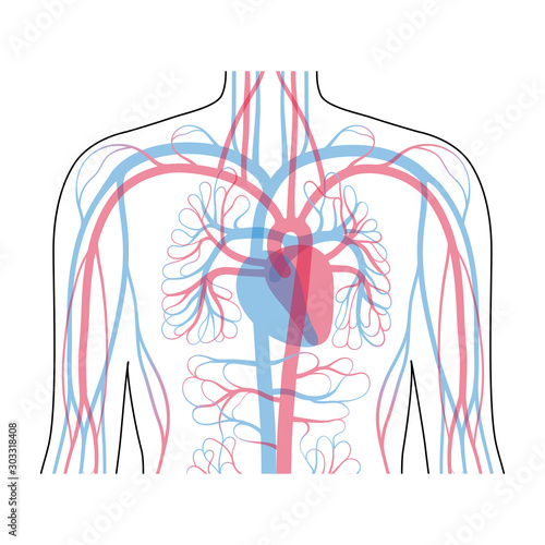 circulatory system anatomy