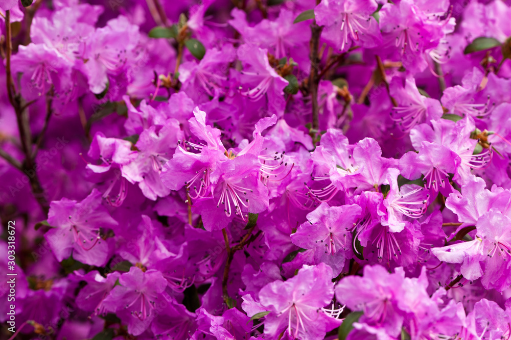 Active flowering of rhododendron in early spring Active flowering of rhododendron in early spring