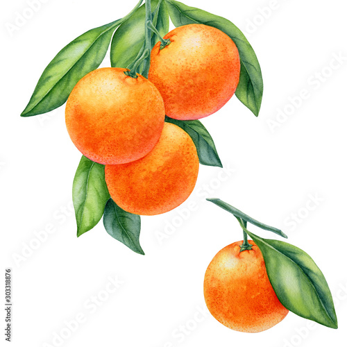 watercolor painting of tangerine fruit on white background