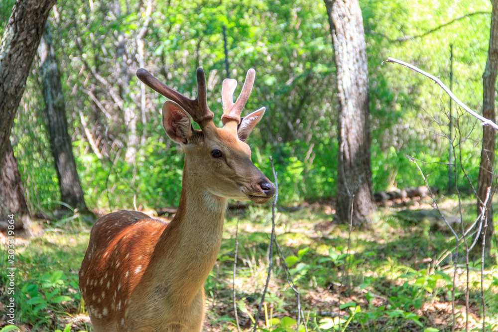Young sika deer (Cervus nippon) in the spring forest. Young sika deer (Cervus nippon) in the spring forest.