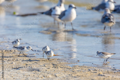 Sanderlings (Calidris alba) combs a central Florida beach in winter looking for bits of food the waves wash in. Sanderlings are a migratory species of sandpiper that only breed in the high arctic.