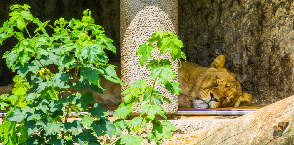 Φωτογραφία closeup of a female lion sleeping, wild cat from africa, Vulnerable animal speci