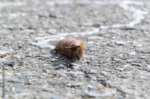 slug on hot asphalt Nudibranchiae