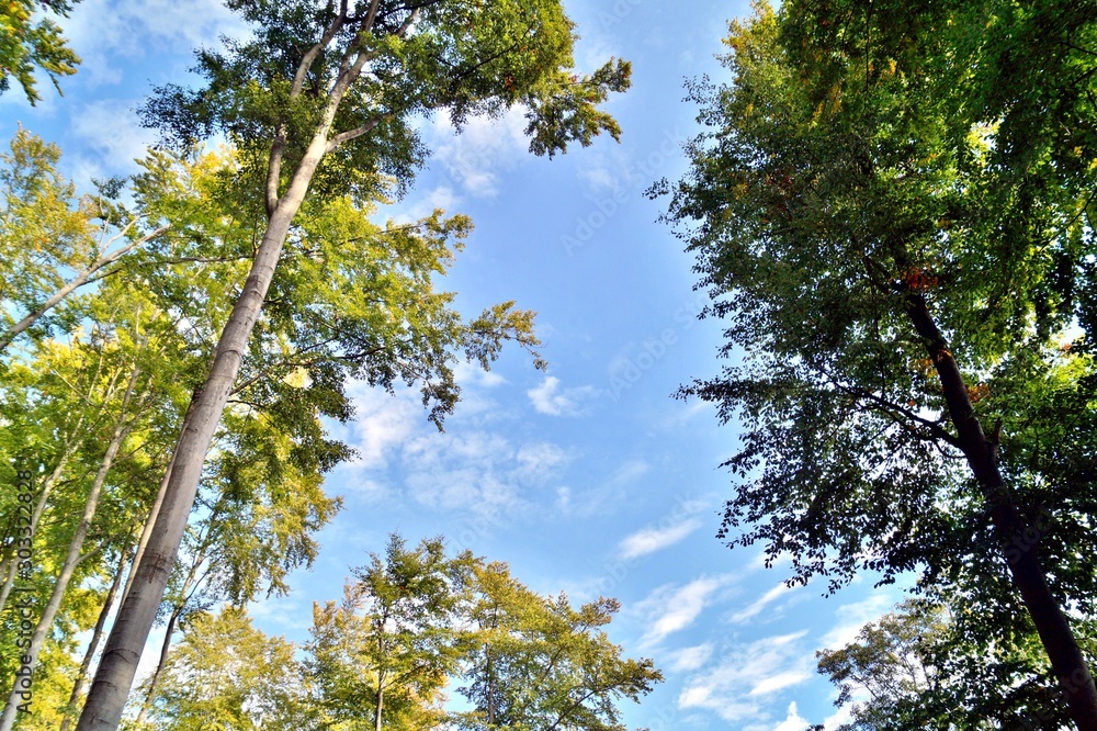 Obraz premium Green forest, healthy trees with green leaves against the sky. view from below, beautiful blue sky between lush green trees on blue sky background. climate change, drought, Dying nature concept
