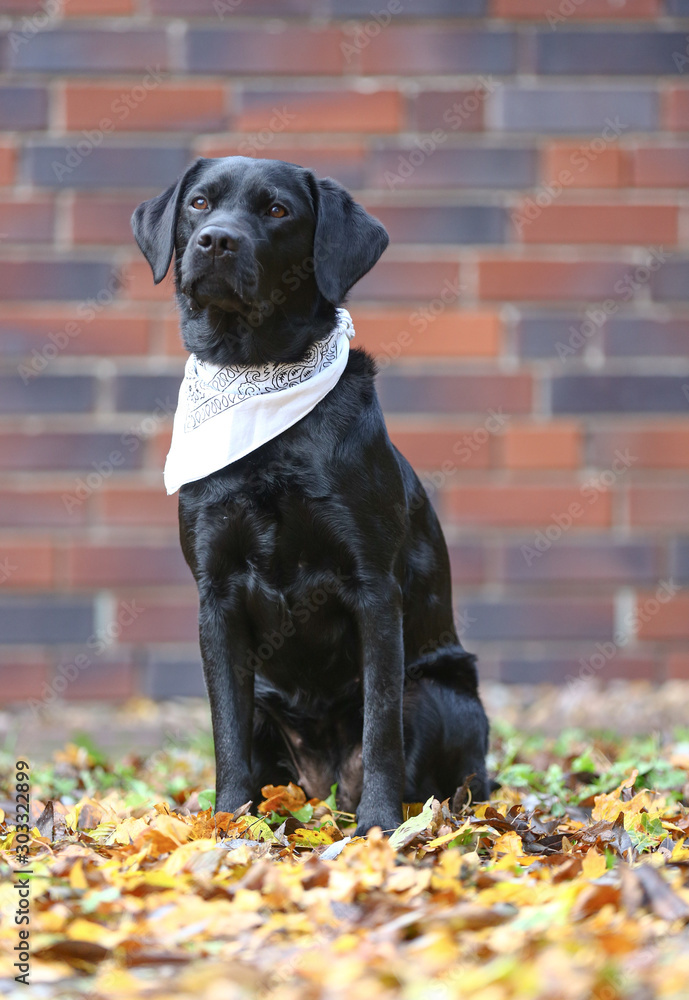 Fotografia do Stock: Labrador mit einem Halstuch | Adobe Stock