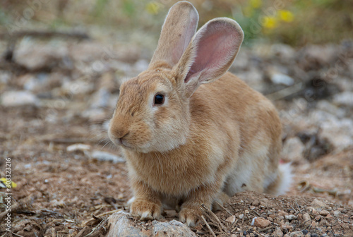 Low angle view of a really pretty and cute bunny rabbit with big ears and a leaf in mouth standing on the field.Blurred background