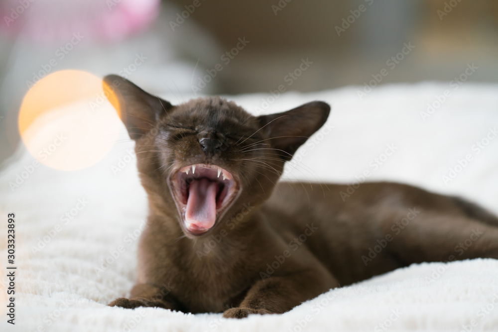brown burmese kitten lies on a pillow at home and laughs