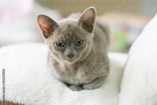gray burmese kitten lies on a pillow at home