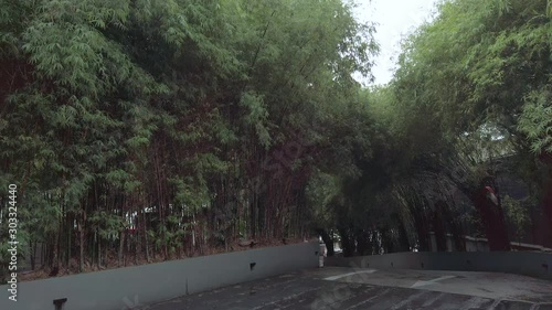 Wallpaper Mural Landscape view of the bamboo forest in rainy season while it is raining with some windy Torontodigital.ca