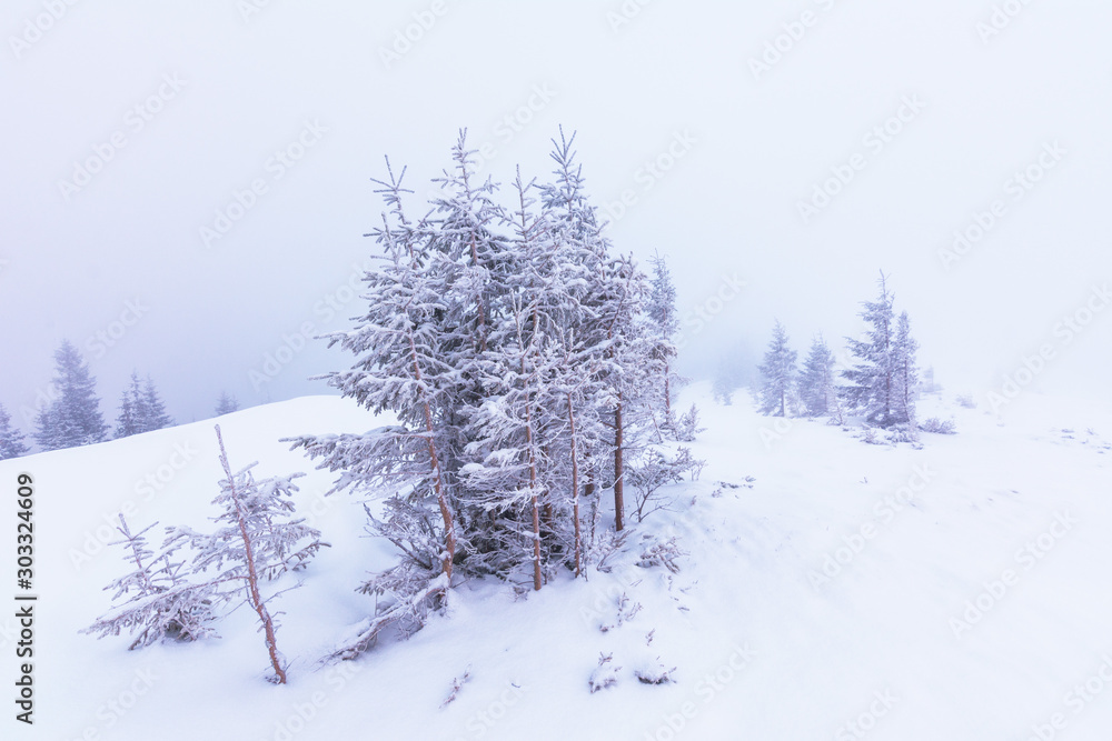 Fototapeta premium Winter landscape with the sunrise in the Ukrainian Carpathian Mountains, with fogs and beautiful colors.