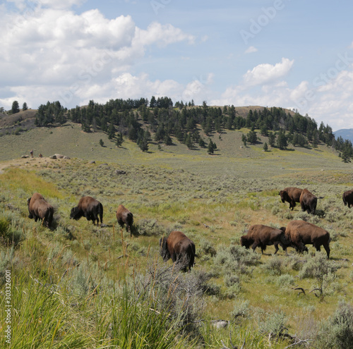  yellowstone national park wildlife buffalo