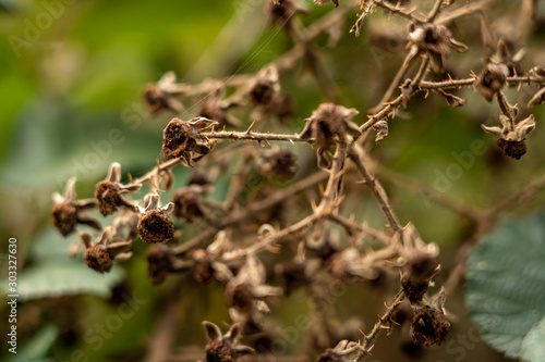 closeup of a dry blackberry bush, germany © Alexander