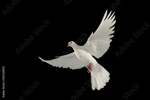 White dove flying on black background and Clipping path .freedom concept and international day of peace © sakepaint