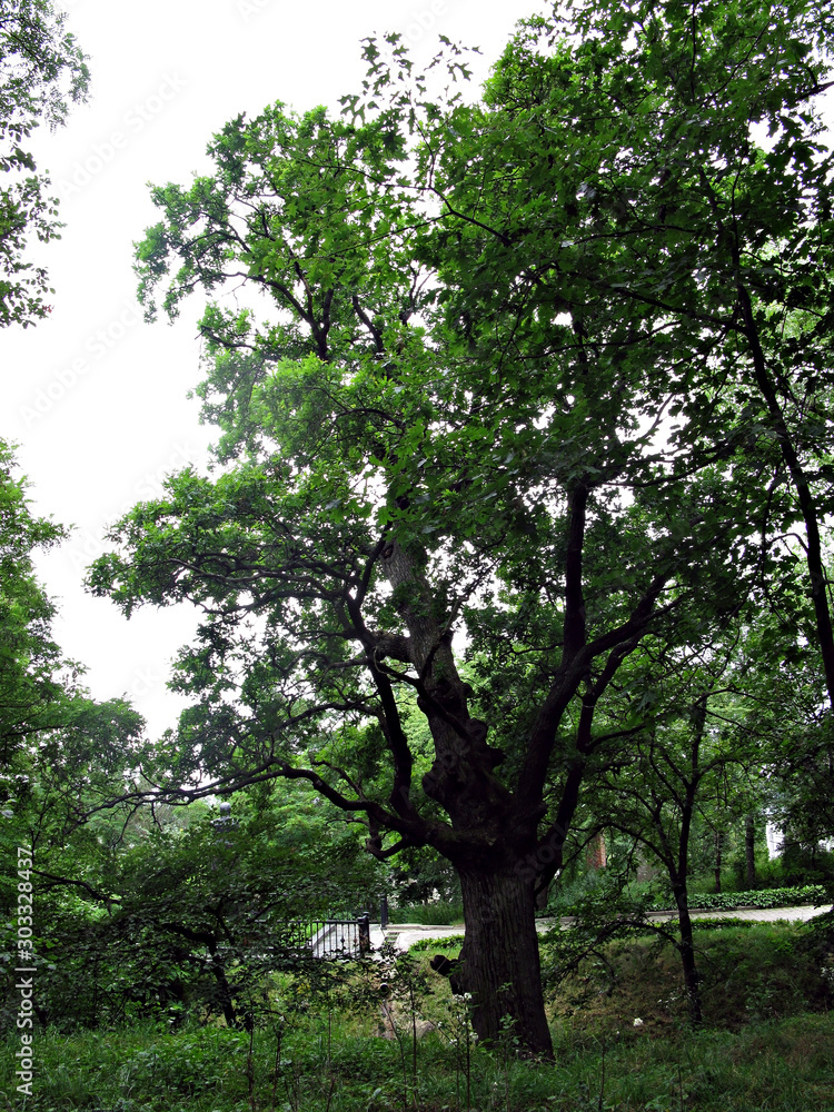 Oak Oak