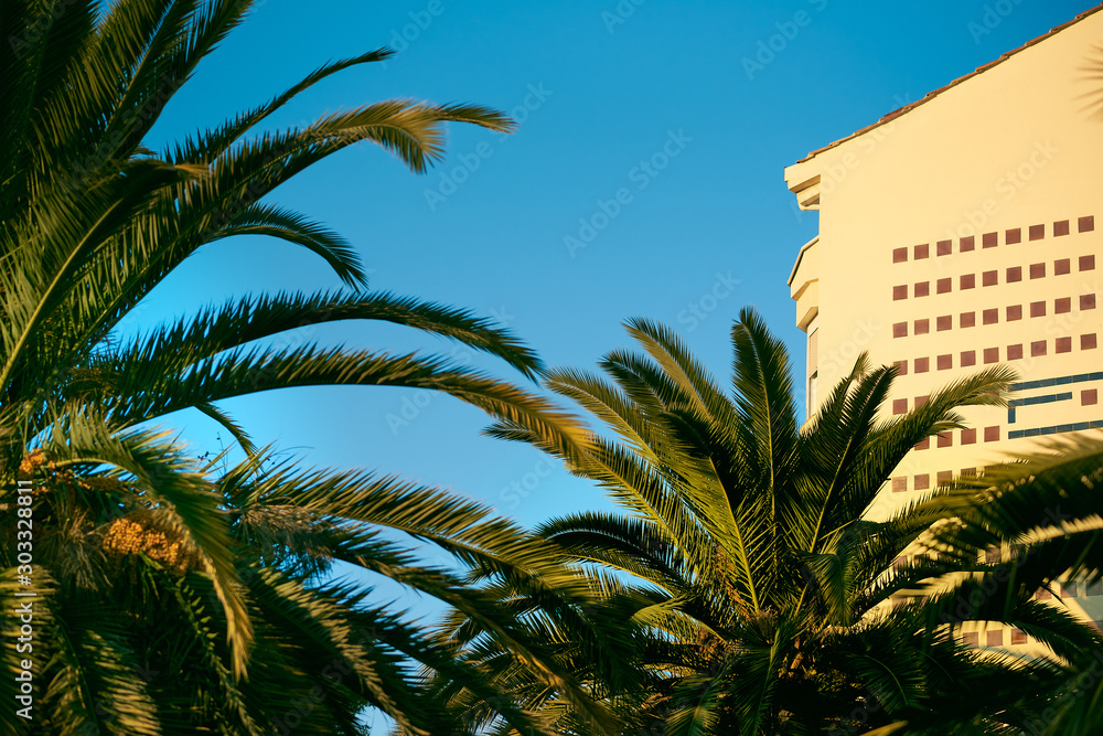 palms and blue sky with summer colors
