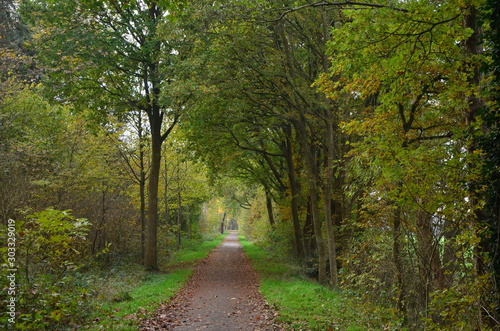 Waldweg